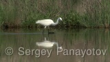 Video of Little Egret - Little Egret in lake in Bulgarian spring